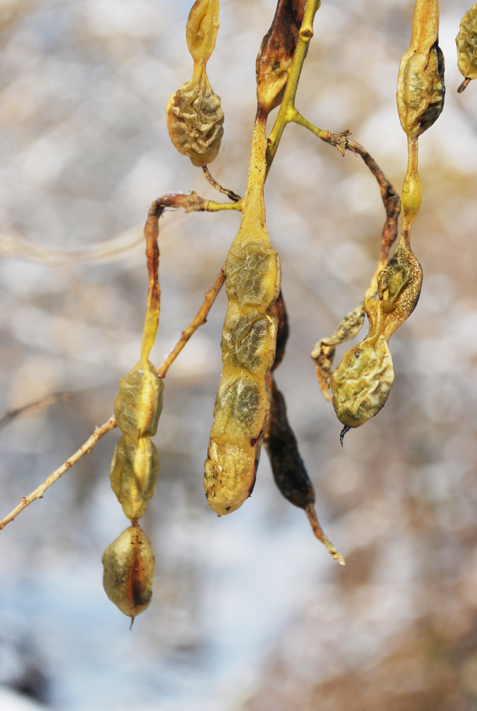 Image of Styphnolobium japonicum specimen.
