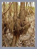 Salix euxina. Боковые корни обнажившиеся после спада воды. Чувашия, г. Шумерля, обочина объездной трассы. 7 мая 2009 г.