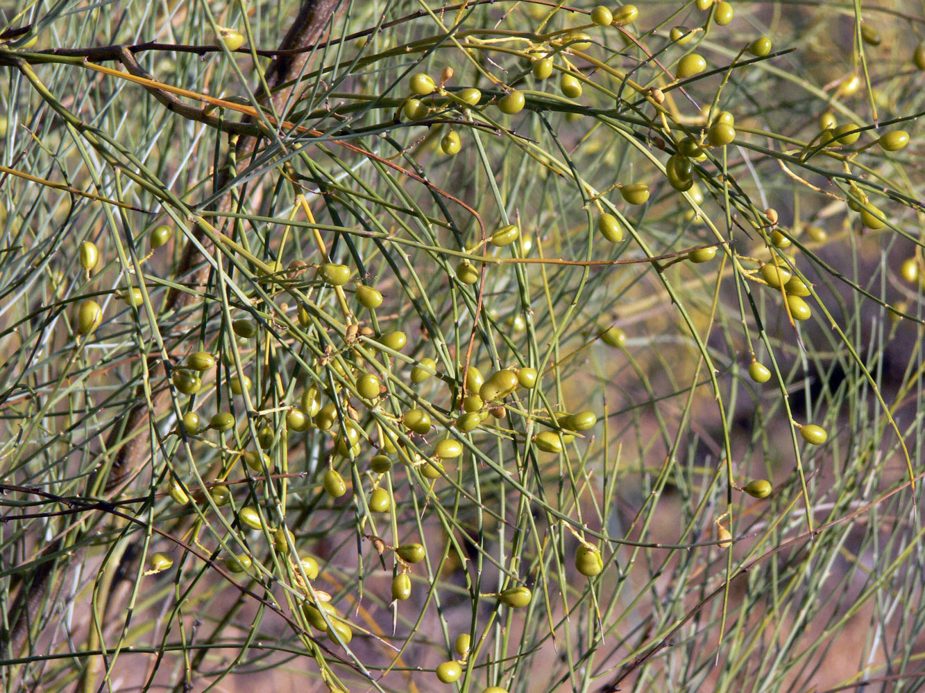 Image of Retama sphaerocarpa specimen.