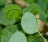 Bauhinia tomentosa