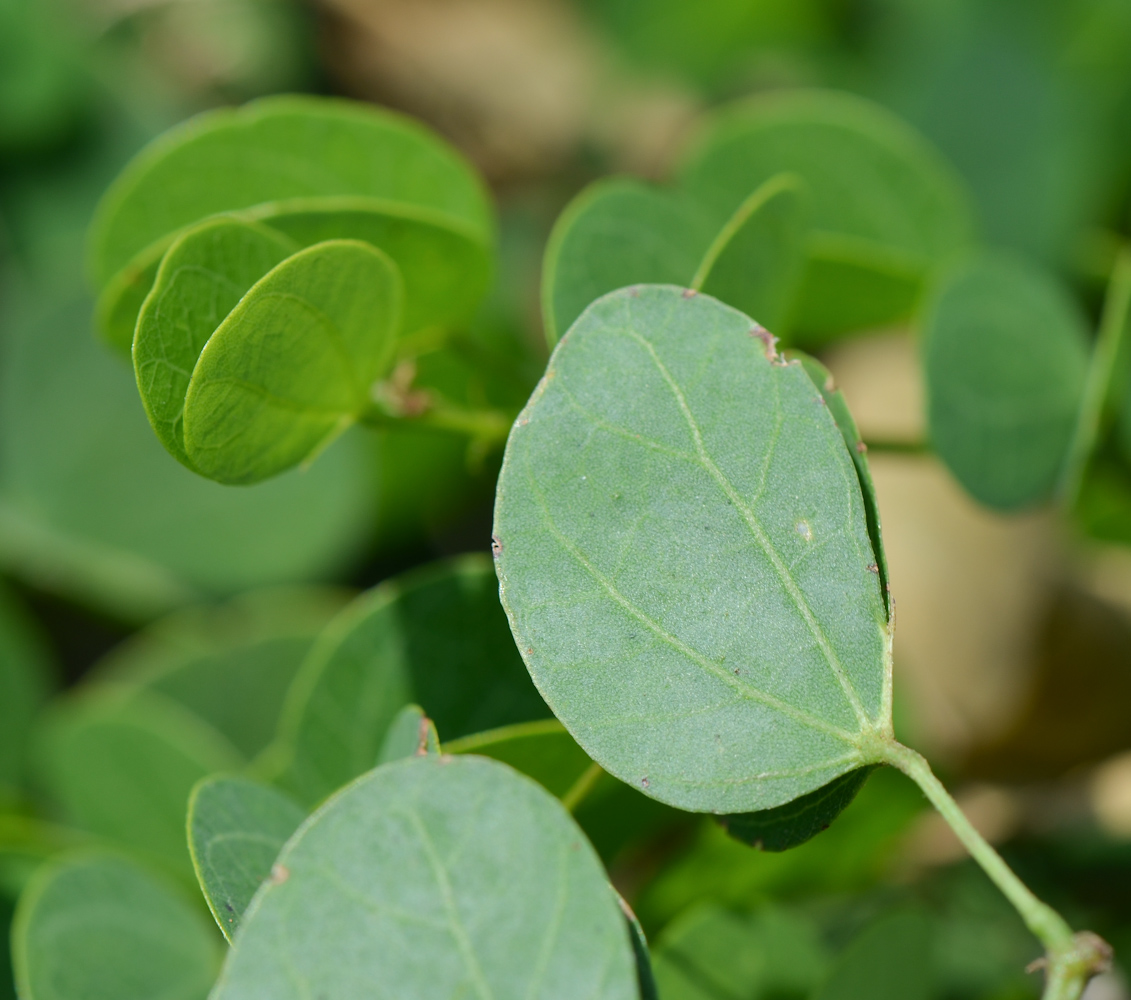 Изображение особи Bauhinia tomentosa.