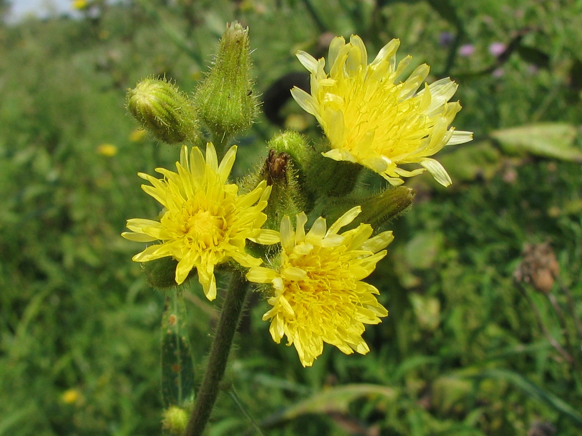 Изображение особи Sonchus palustris.