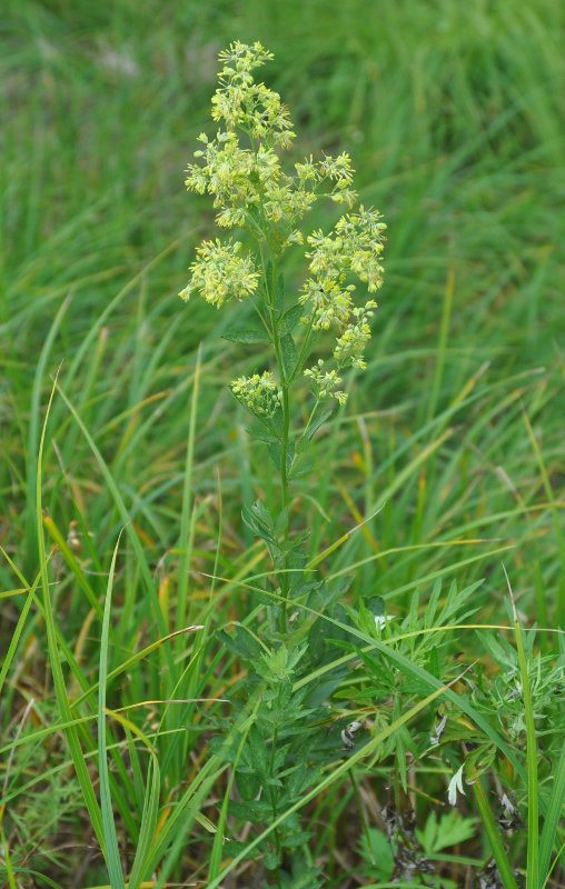 Image of Thalictrum amurense specimen.