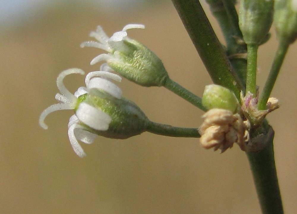 Image of Silene wolgensis specimen.