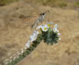 Heliotropium hirsutissimum. Соцветие с кормящейся бабочкой сем. Толстоголовок (Hesperiidae). Греция, Крит, окр. г. Георгиуполиса, пустырь. 17.08.2012.