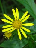 Senecio grandidentatus. Соцветие. Украина, г. Запорожье, пос. Солнечный, балка, поросший травой участок между деревьями. 29.09.2012.