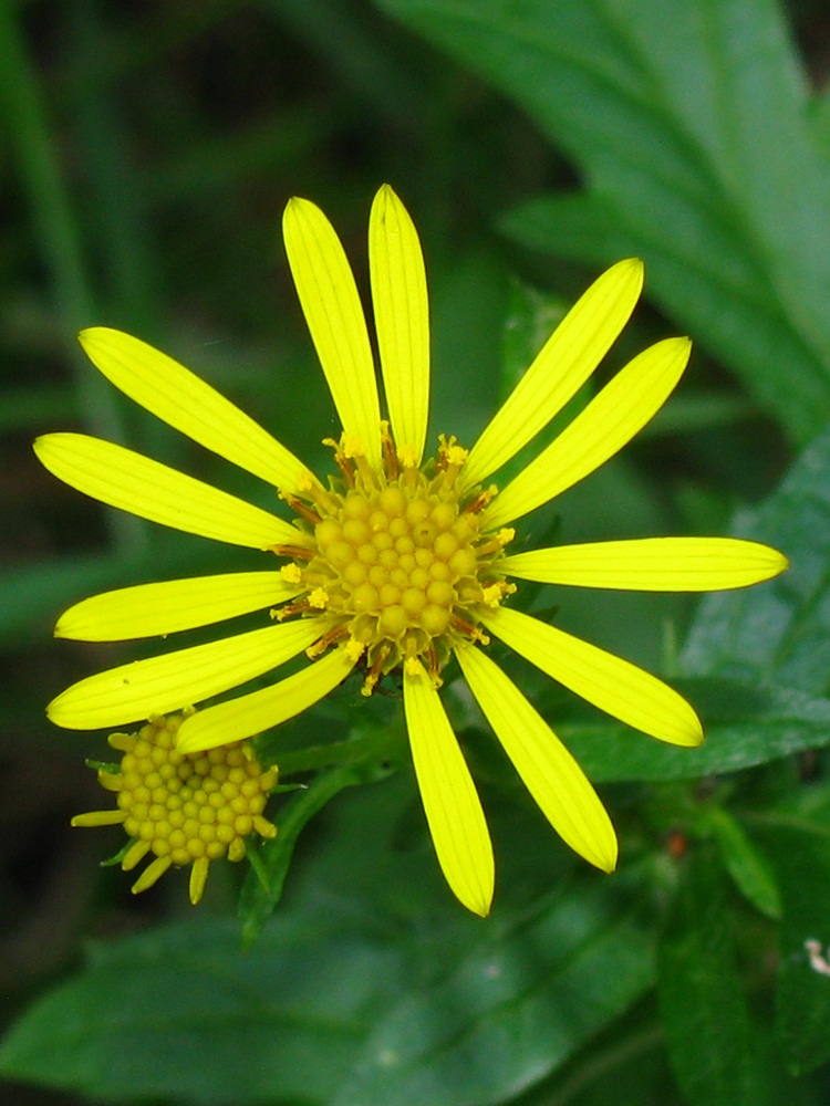 Image of Senecio grandidentatus specimen.