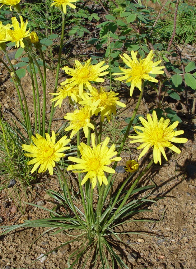 Image of Scorzonera radiata specimen.