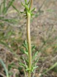 Senecio vernalis. Часть побега. Крым, Карадагский заповедник, степной склон к морю. 21 апреля 2013 г.