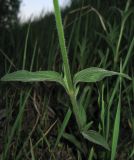 genus Melandrium. Часть побега. Крым, Симферополь, ботанический сад. 2 мая 2013 г.