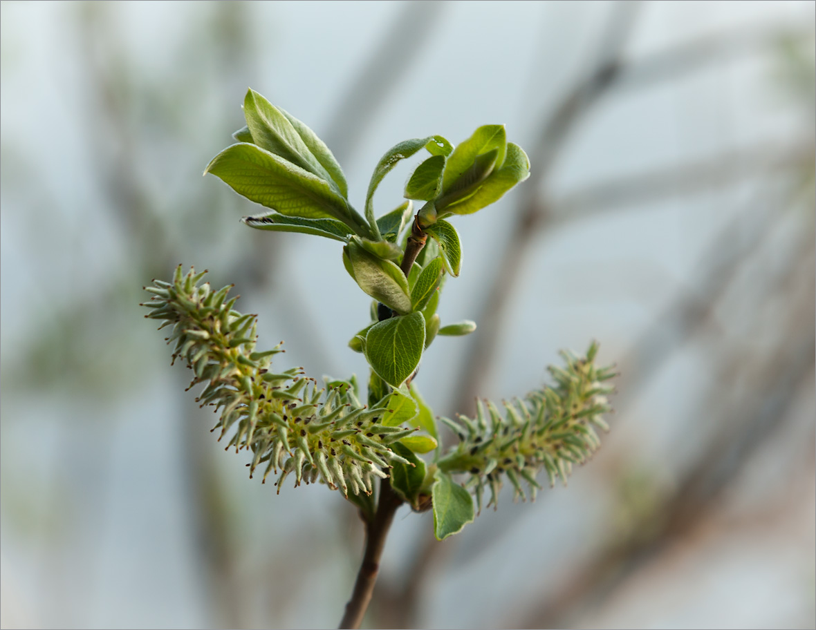 Изображение особи Salix myrsinifolia.