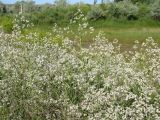 Lepidium latifolium