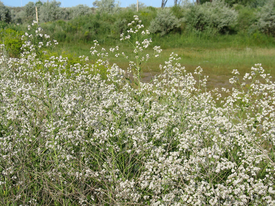 Изображение особи Lepidium latifolium.