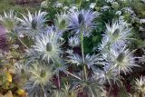 Eryngium alpinum. Соцветия. Москва, Ботанический сад МГУ. Конец июня.