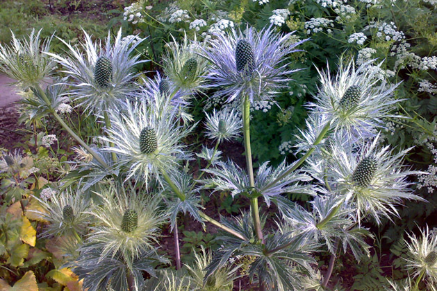 Изображение особи Eryngium alpinum.