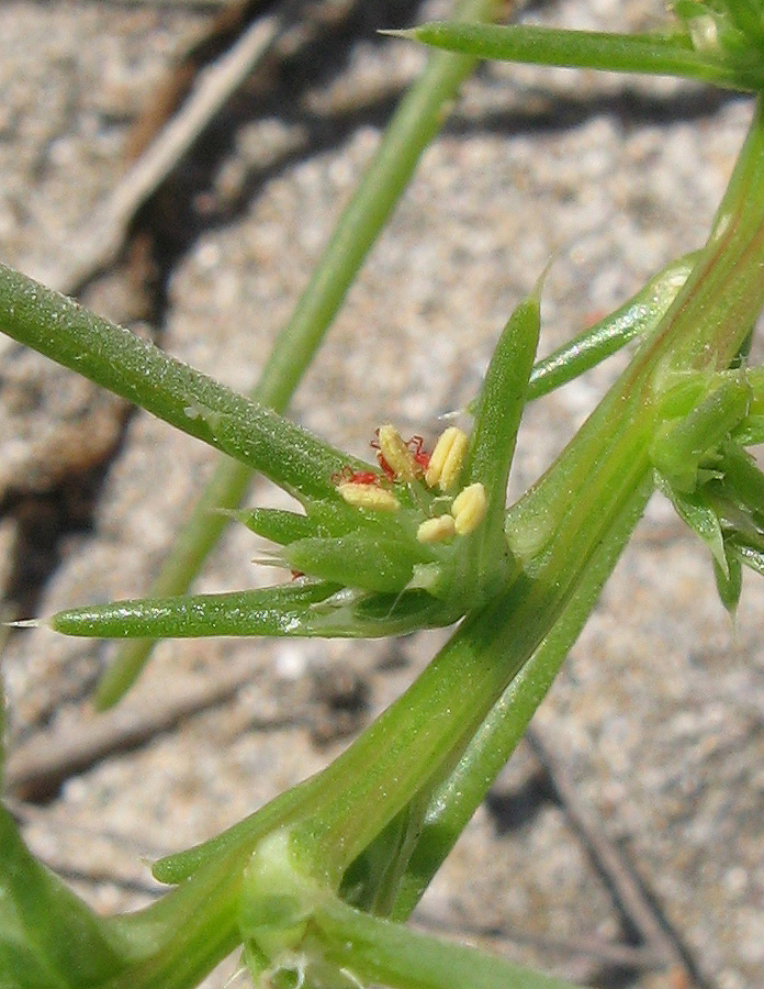 Image of Salsola pontica specimen.