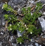 Teucrium montanum