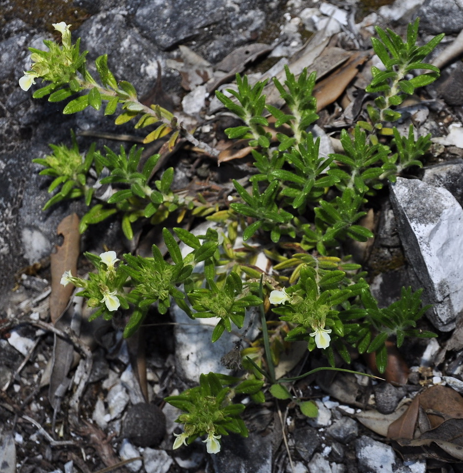 Изображение особи Teucrium montanum.