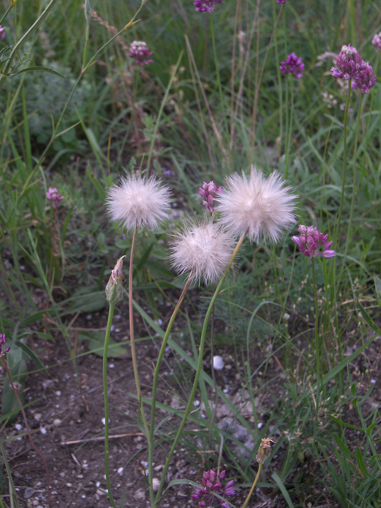 Image of Scorzonera biebersteinii specimen.