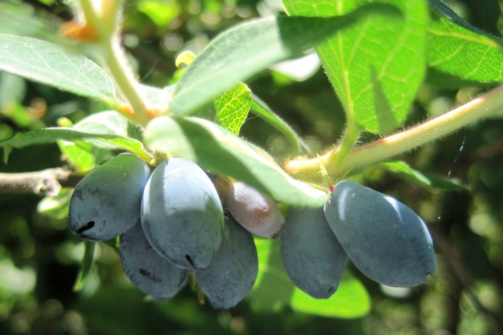 Image of Lonicera buschiorum specimen.