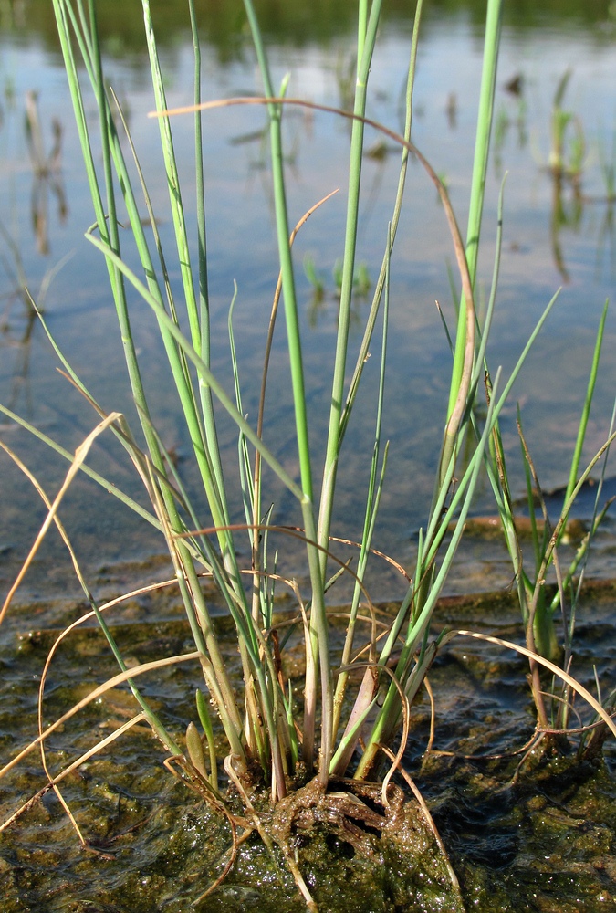 Изображение особи Puccinellia maritima.