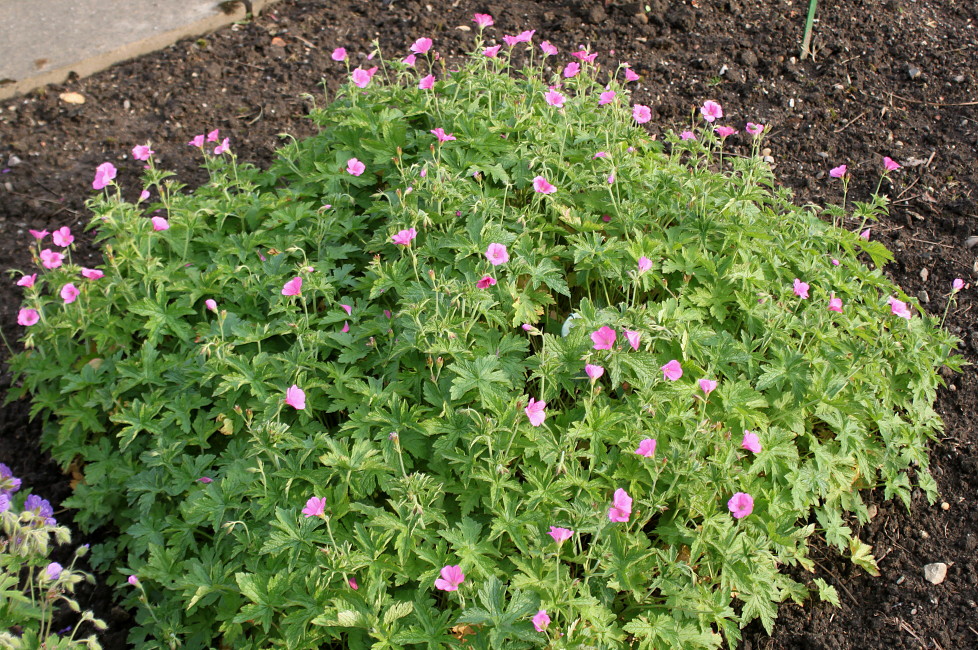 Image of Geranium endressii specimen.