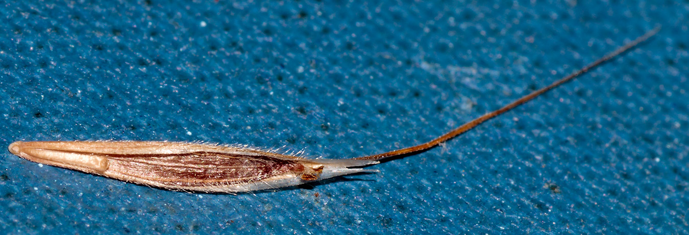 Image of Anisantha tectorum specimen.