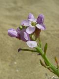 Image of taxon representative. Author is Илья Турбанов