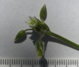 Cerastium holosteoides