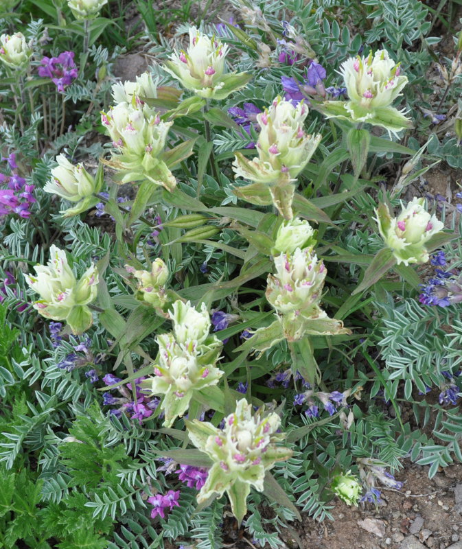 Image of Castilleja pavlovii specimen.