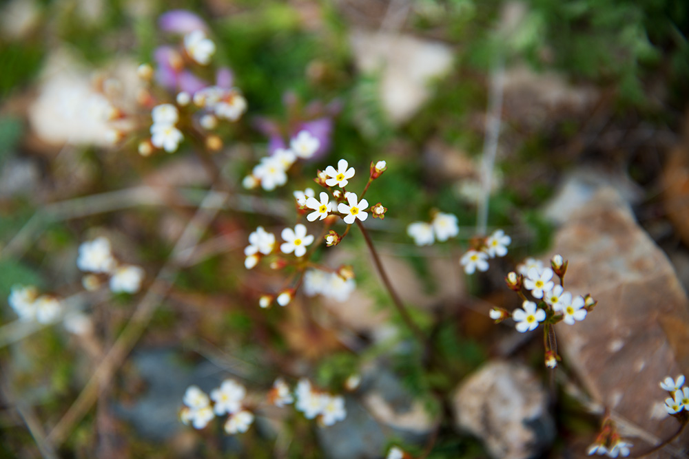 Image of Androsace septentrionalis specimen.