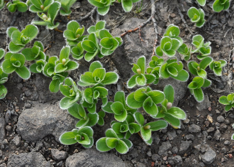 Image of Salix reptans specimen.