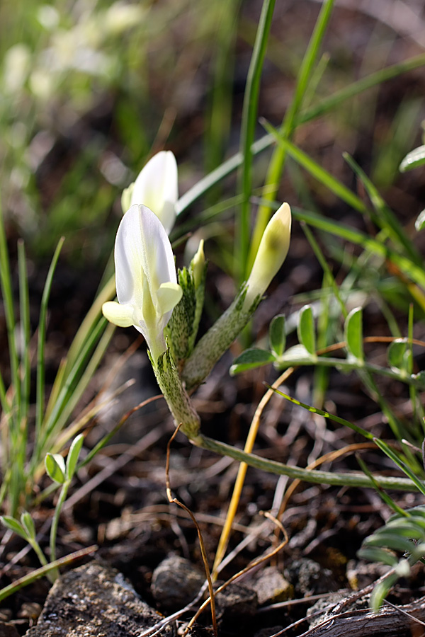 Изображение особи Astragalus macrotropis.