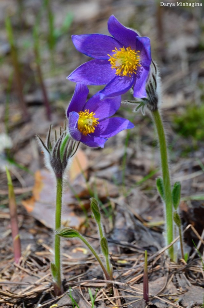 Image of Pulsatilla patens specimen.