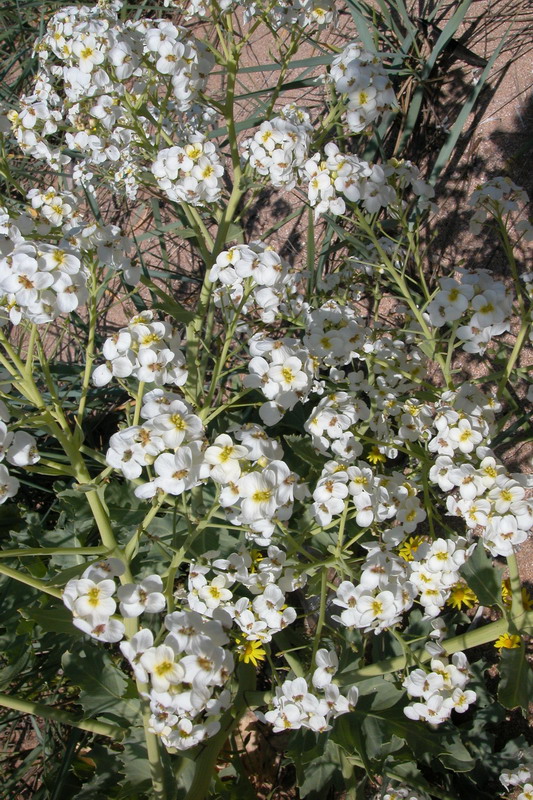 Изображение особи Crambe maritima.