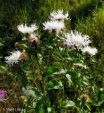 Centaurea carpatica