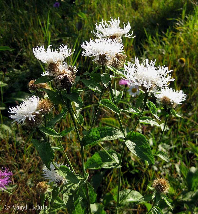 Image of Centaurea carpatica specimen.