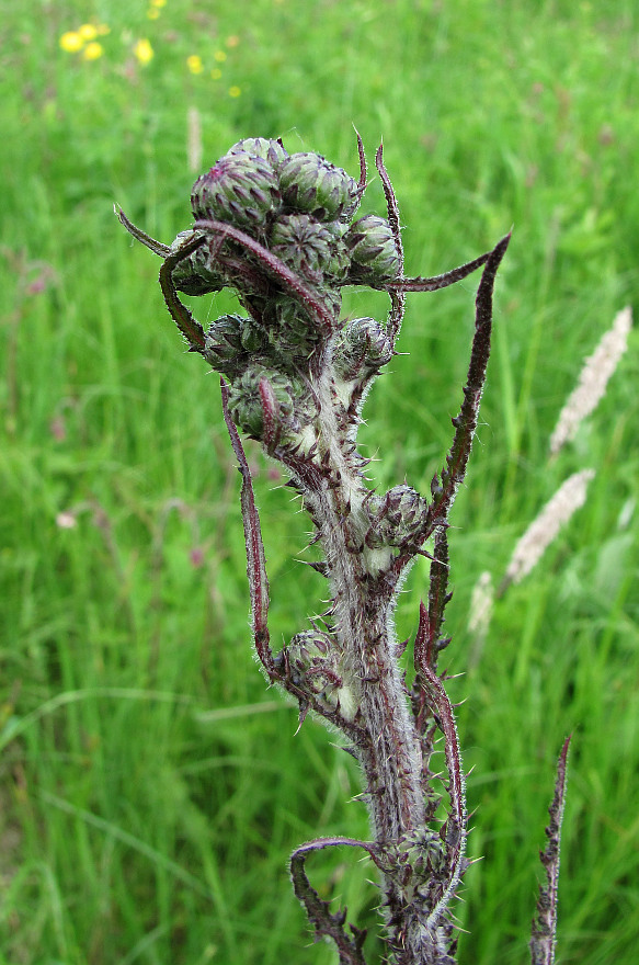 Image of Cirsium palustre specimen.