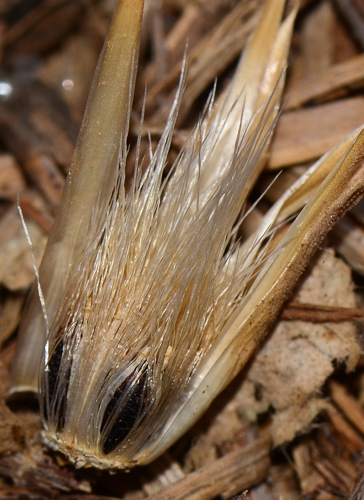 Image of Carthamus tenuis specimen.