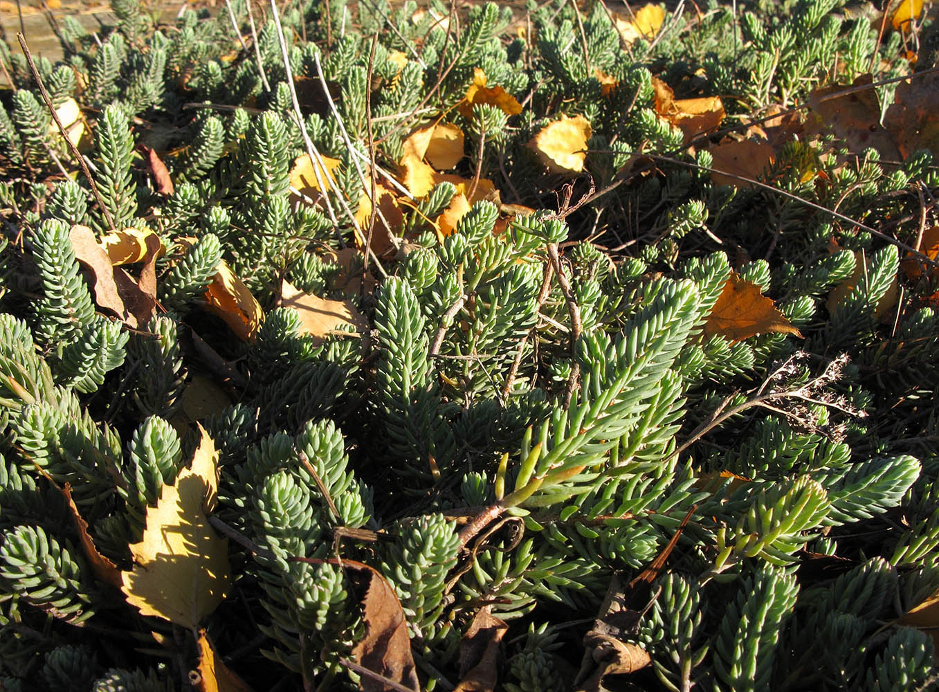 Image of Sedum reflexum specimen.