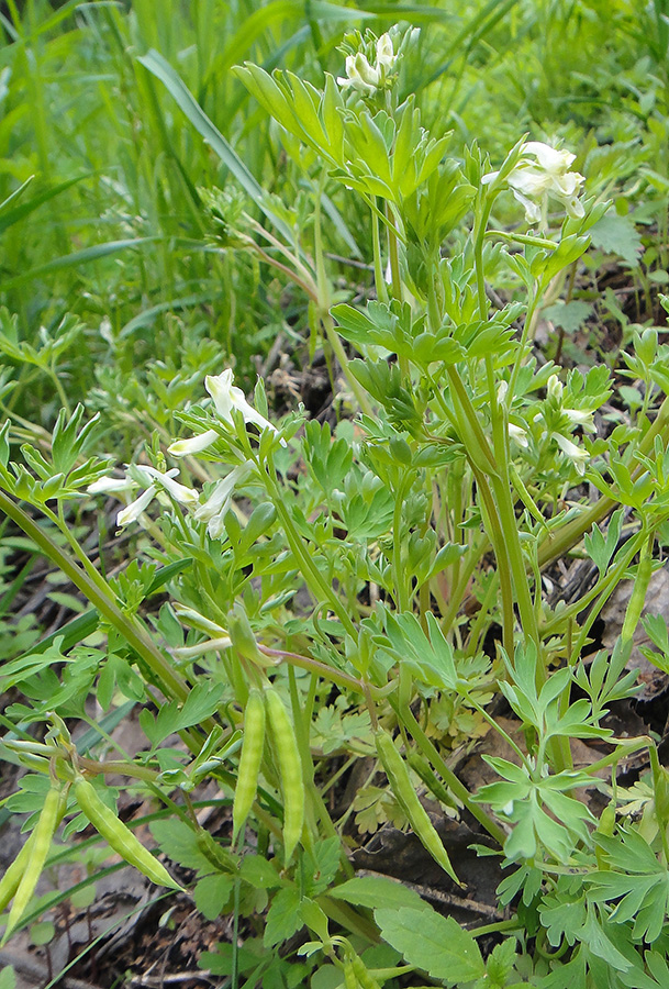 Изображение особи Corydalis capnoides.