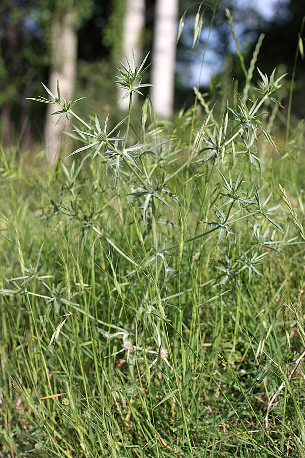 Image of Eryngium caeruleum specimen.