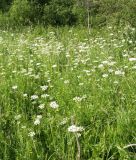 Pimpinella major