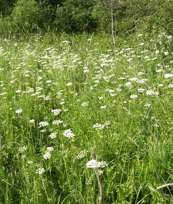 Изображение особи Pimpinella major.