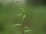 Persicaria hydropiper