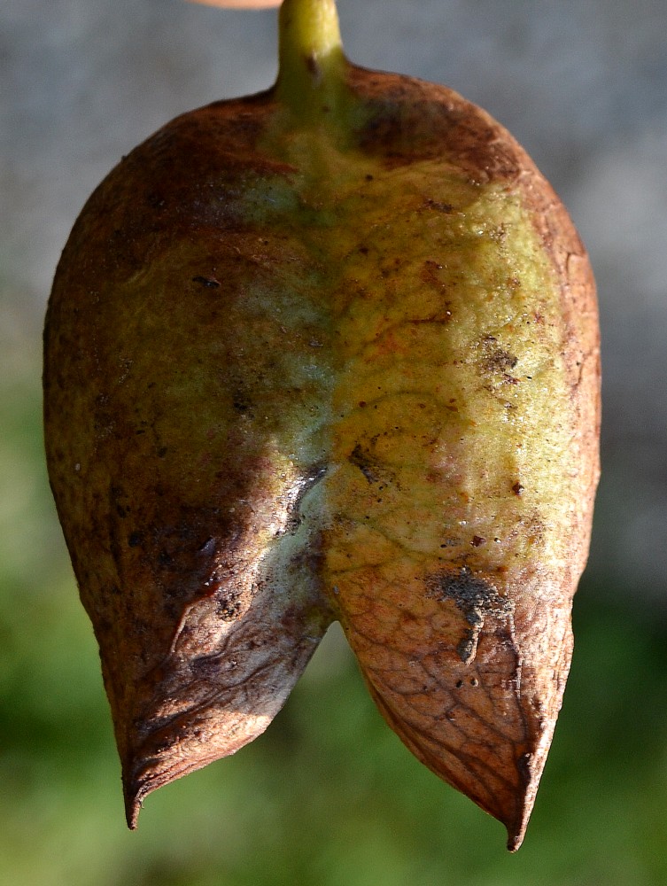 Image of Staphylea colchica specimen.