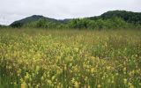 genus Rhinanthus