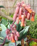 Kalanchoe fedtschenkoi. Соцветие. Израиль, г. Беэр-Шева, в культуре. 31.01.2014.