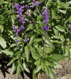 Salvia farinacea. Побеги с соцветиями. Германия, г. Essen, Grugapark. 29.09.2013.