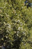 Juniperus osteosperma